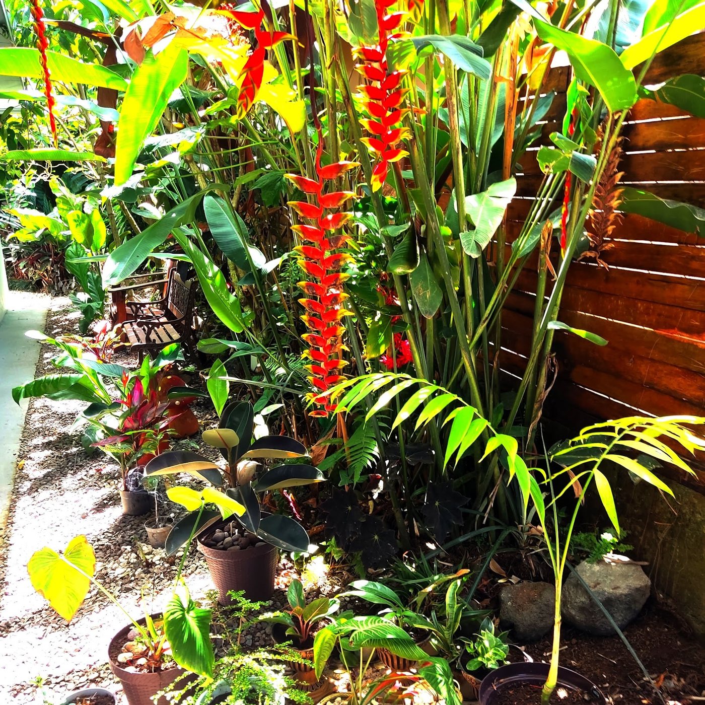 Heliconias rojas y plantas tropicales del jardín
