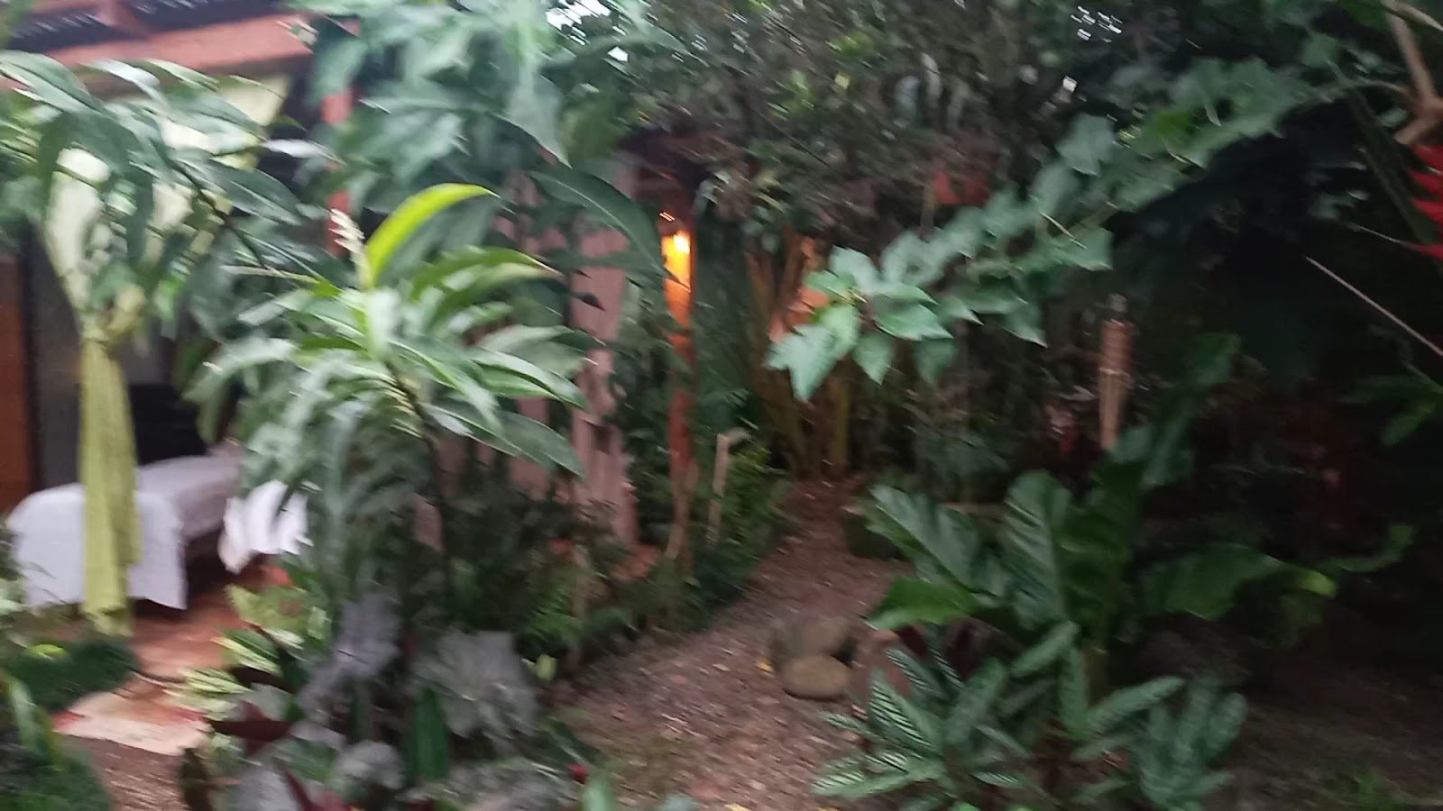 Sendero del jardín entre plantas hacia las salas